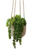 Miniatyrbild 4 av 6: Hängande keramikblomkruka 12,8x13,6 cm krämfärgad med jutesnören