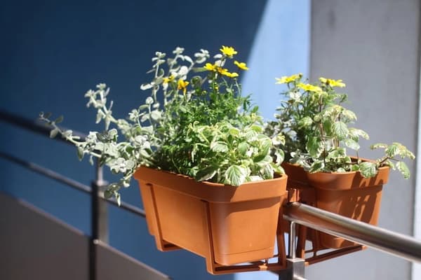 Blomkruka balkonglåda tegel plast 40x17cm med stativ Lobelia