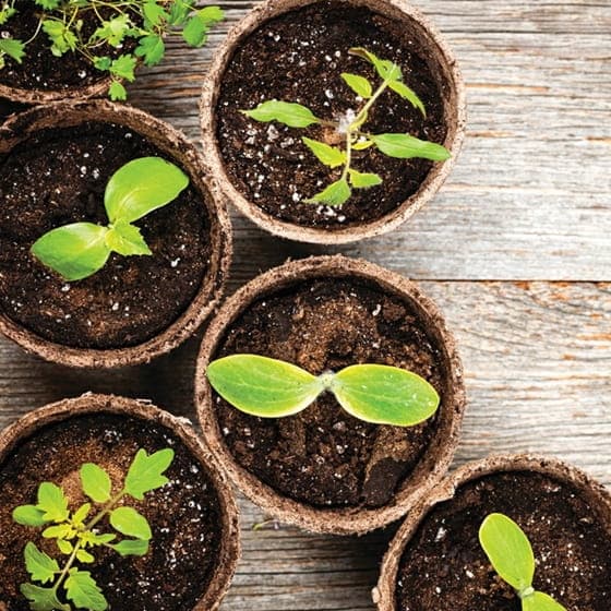 Sæt med 24 runde kimplanter, 6 cm, bionedbrydelige, 100% naturlige