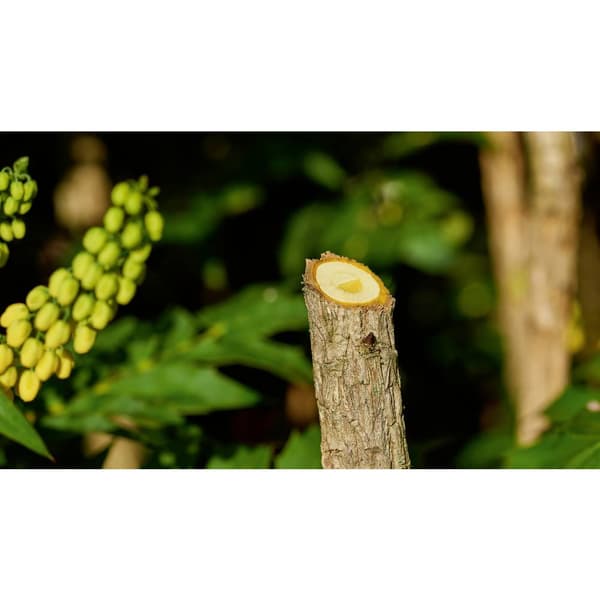 Bosch Home and Garden 06008B2102 EasyPrune Sekatör 250 mm Sidoskär