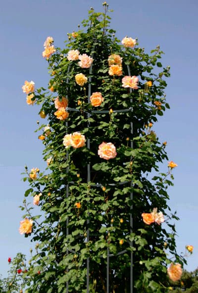 Støtte til klatreplanter - rosenstøtte, blomsterstige