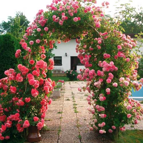 Pergola - havelåge, bue