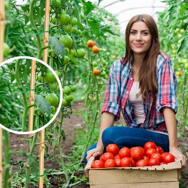 Lollanda Haveplanteclips, Plast, Ringdesign, Støtte til vinstokke, Tomater og blomster, Dekorativt havetilbehør