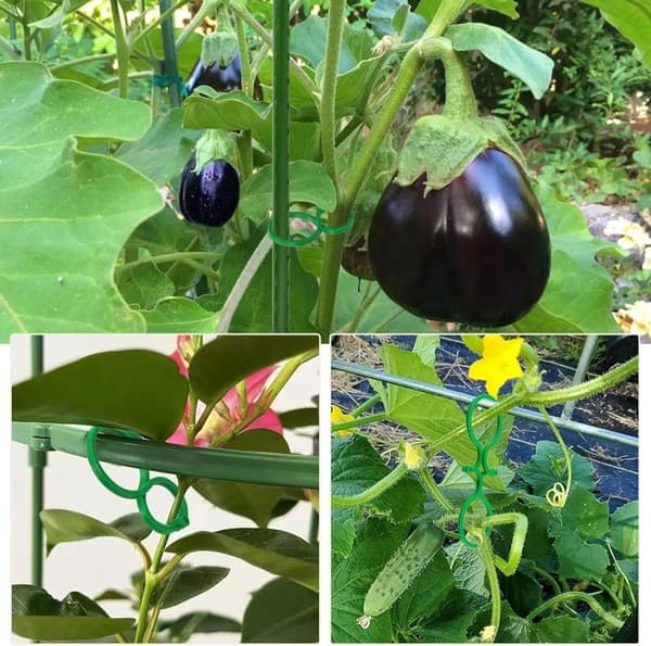 Lollanda Haveplanteclips, Plast, Ringdesign, Støtte til vinstokke, Tomater og blomster, Dekorativt havetilbehør