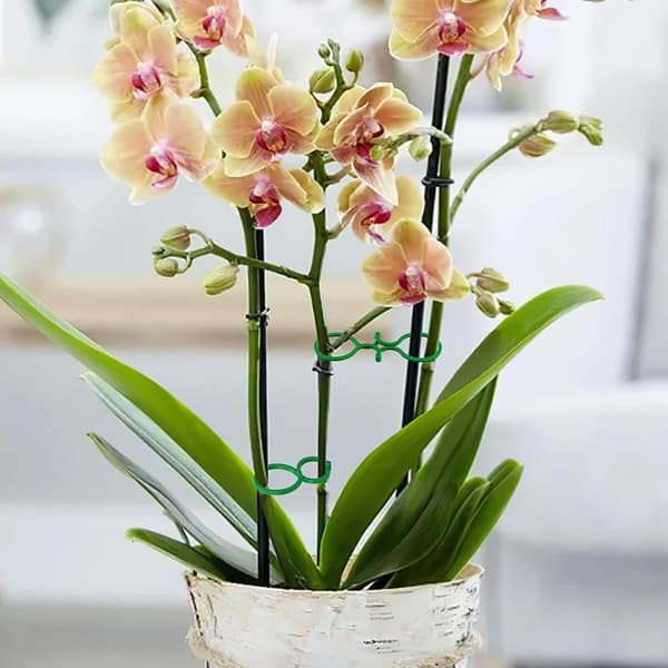Lollanda Haveplanteclips, Plast, Ringdesign, Støtte til vinstokke, Tomater og blomster, Dekorativt havetilbehør