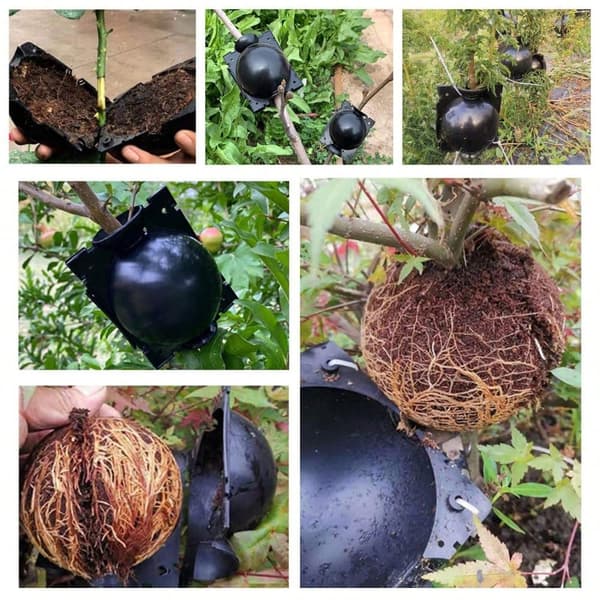 OBOSOE Air Layering pods Genbrugbare Plante Rooting Device Plante Rooting Grow Box Genbrugbare Propagation Box Plante Transplantation Ballyellow 20pcs