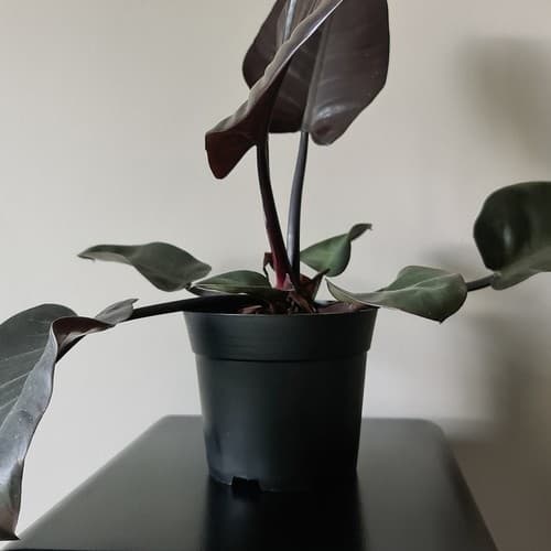 10-Pack - Planteringskrukor / Krukor - 16 cm