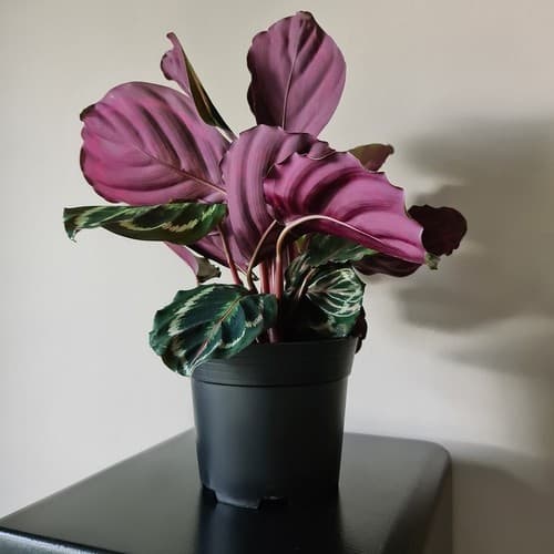 10-Pack - Planteringskrukor / Krukor - 16 cm