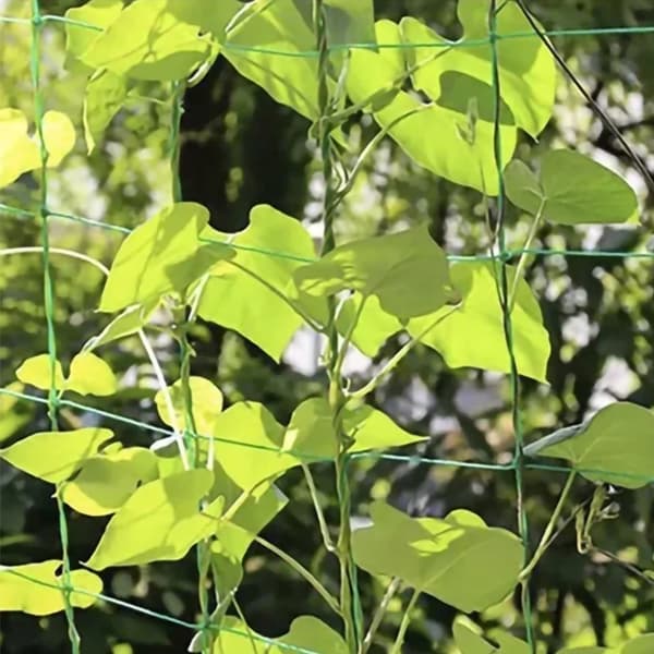 Kasviverkko / Tukiverkko Kasveille - 2x20m