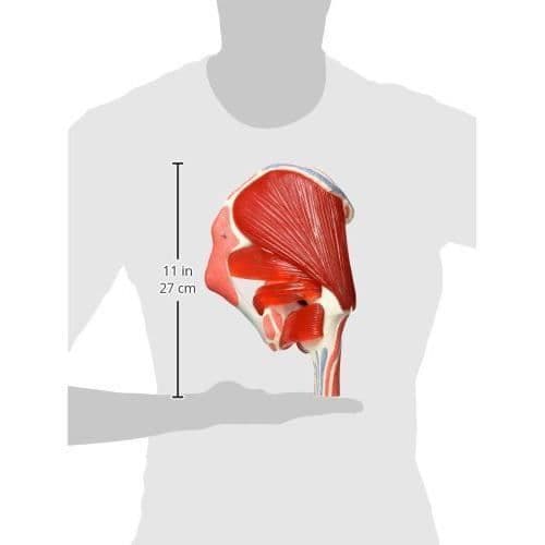 Anatomisk modell - COLT - XM 117 - Höftled - Synliga muskler - Röd färg