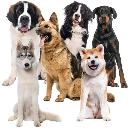Kylmatta för Hund & Katt - Kyldyna som svalkar