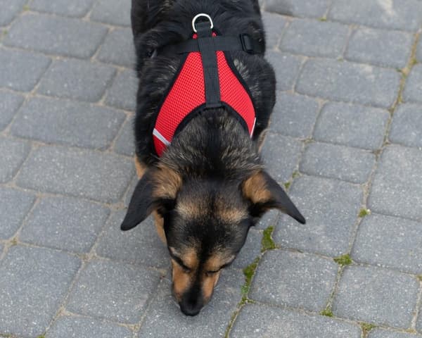 Spännfri hundsele + koppel XL