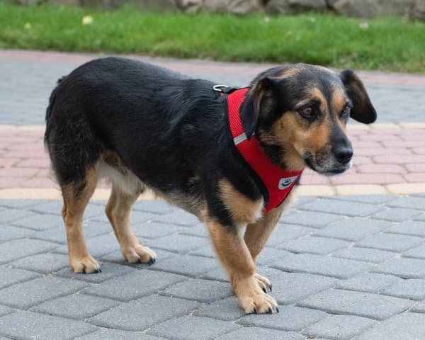 Spännfri hundsele + koppel XL