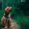 Miniatyrbilde 8 av 9: Hundkoppel på rep slitstarkt reflekterande 3m
