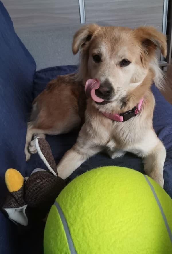 Stor Tennisboll / Hundleksak - Leksak för Hund - 24 cm