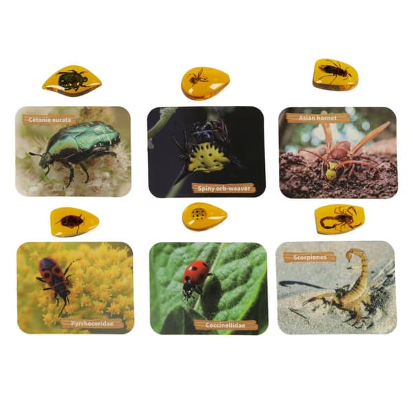 Arkeologisk utgrävningsuppsättning insekter i bärnsten