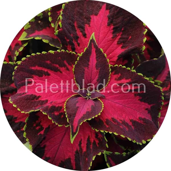 Palettblad Premium Sun Chocolate Covered Cherry 5 frön