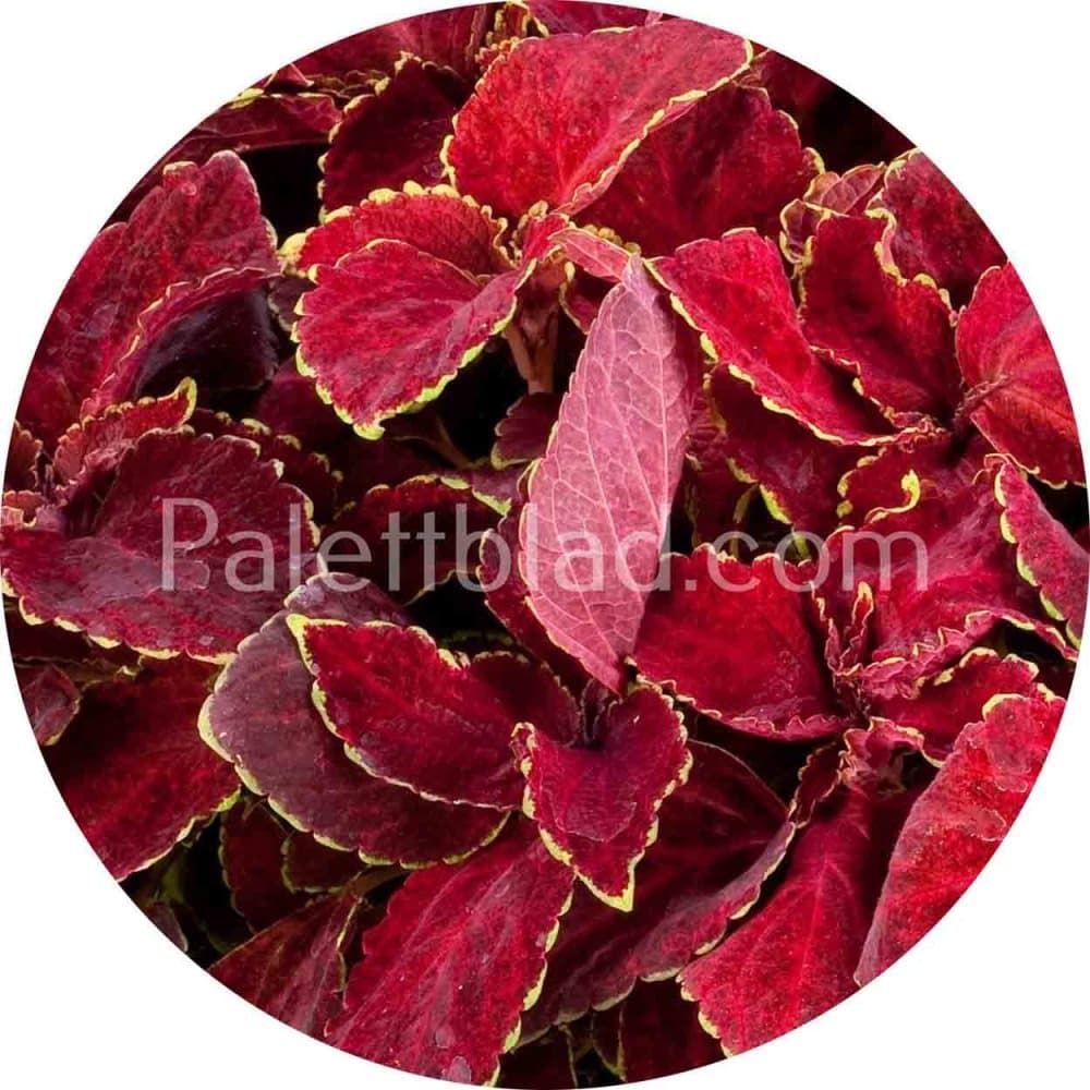 Palettblad Fairway Red Velvet 10 frön