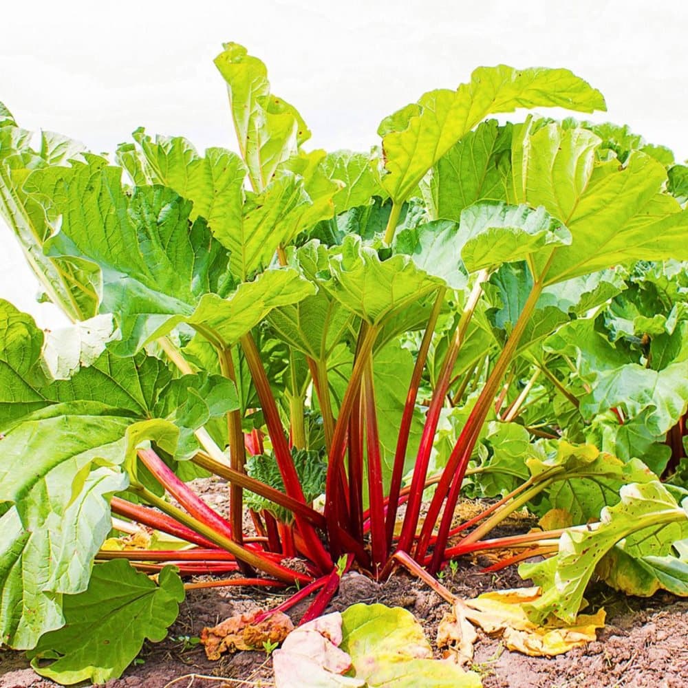 Rabarber Poncho 15 frö,öppet pollinerade