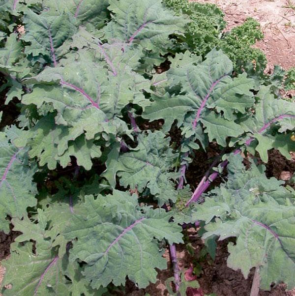 Grönkål "Red Russian" 100 frön