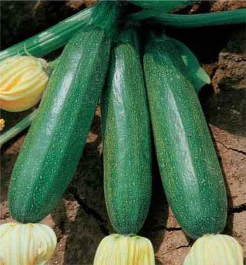 Squash diamant 5 frö