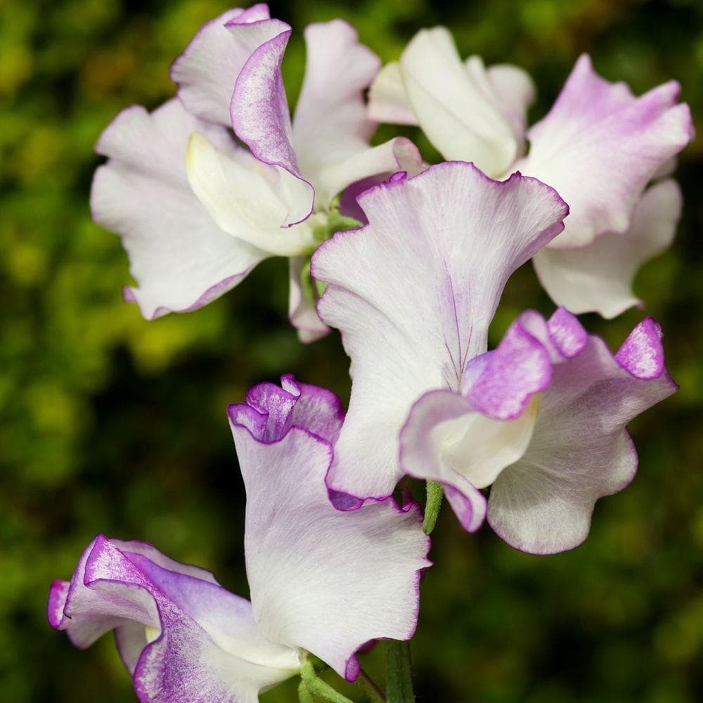 Luktärt Old Spice Butterfly 20 frön