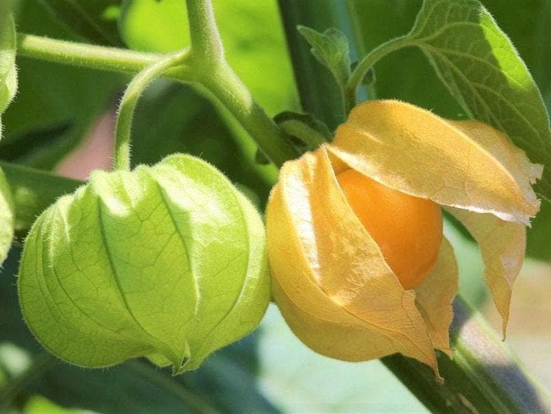 Kapkrusbär Cape Gooseberry 100 frö