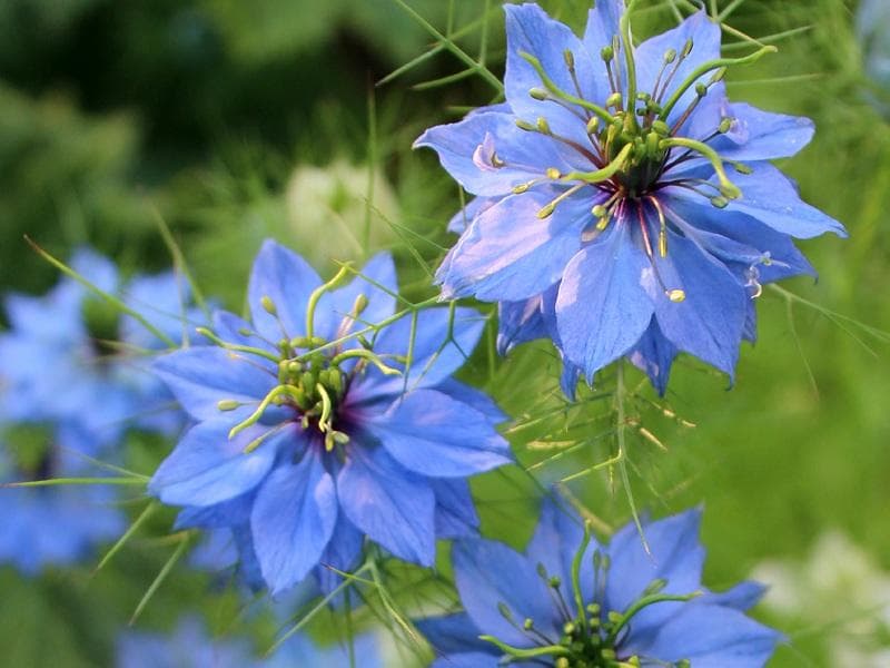 Svartkummin 1000 frö