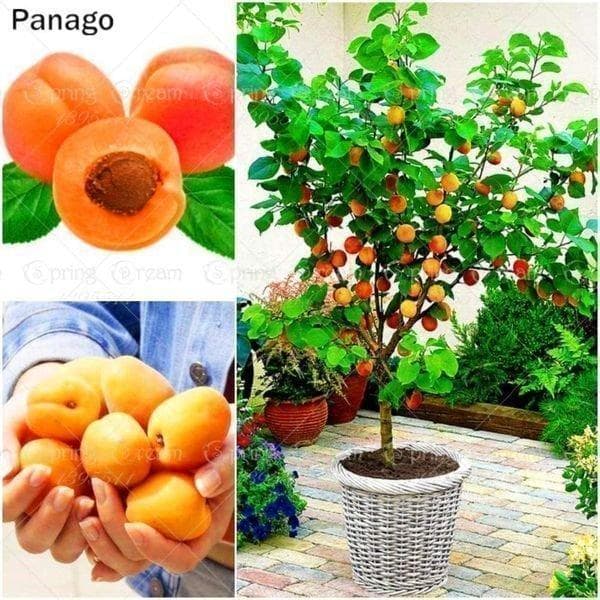 Last chance Seeds: Apricon / Apricots - Easy to grow (dwarf, mini, bonsai)