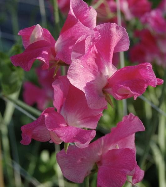 Luktärt Spencer Zorija Rose 20 frö