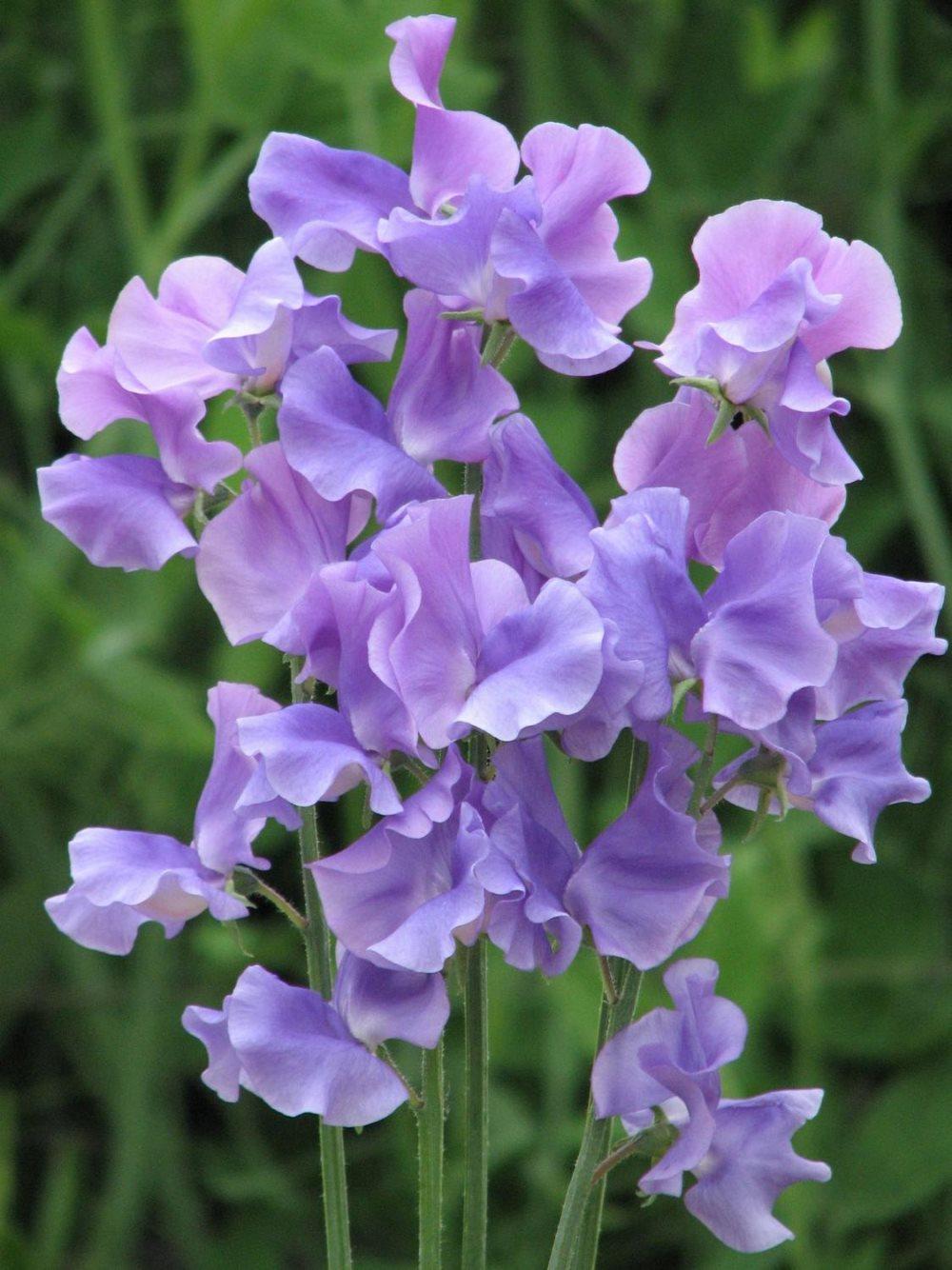 Luktärt Perfume Promise Just Julia 15 frö