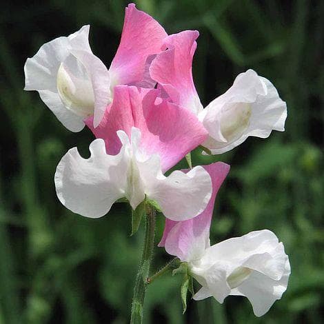 Luktärt Perfume Promise Pink White Bicolor 15 frö