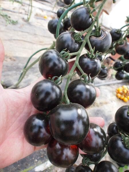 Tomat Blackball 15 frö lämpliga för pålodling Nyhet 2023!