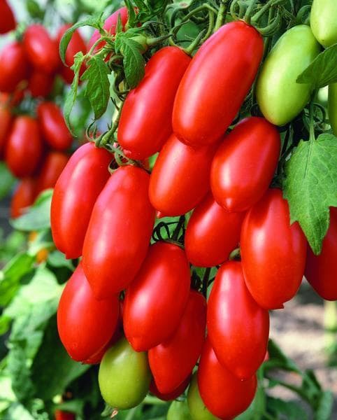 Tomat San Marzano Gigante 20 frö lämpliga för pålodling Nyhet 2023! Inkommer Januari