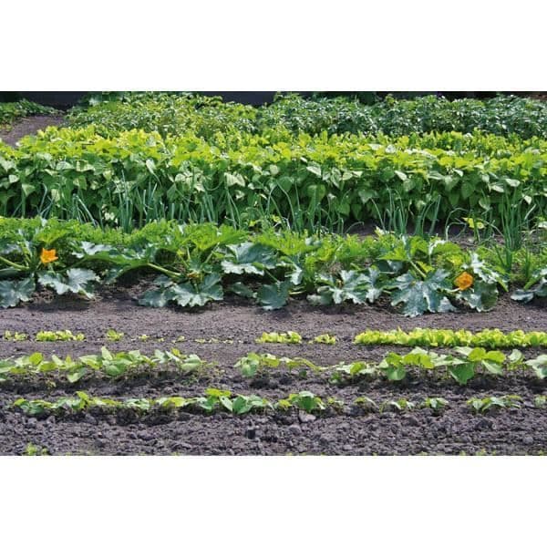 "Super Seeder" såmaskin med 6 såskivor för grönsaker - Justerbart djup - 3 olika såsträckor