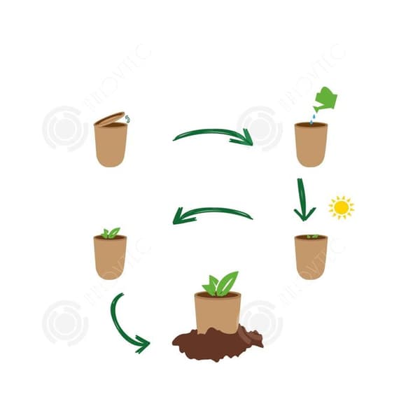 INN Rosemary frön kreativa frö lådor mini krukväxter burk frön kontor boxed plantor prydnadsväxter sem