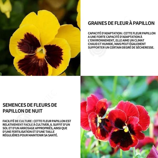 INN Butterfly Flower Seeds 398 Blomsterfrön Blomningstid 6-8 månader Blomfrön Prydnadsblommor Blomfrö