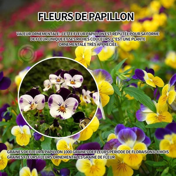 INN Butterfly Flower Seeds 500 Blomsterfrön Blomningstid 6-8 månader Blomsterfrön Prydnadsblommor Blomfrö
