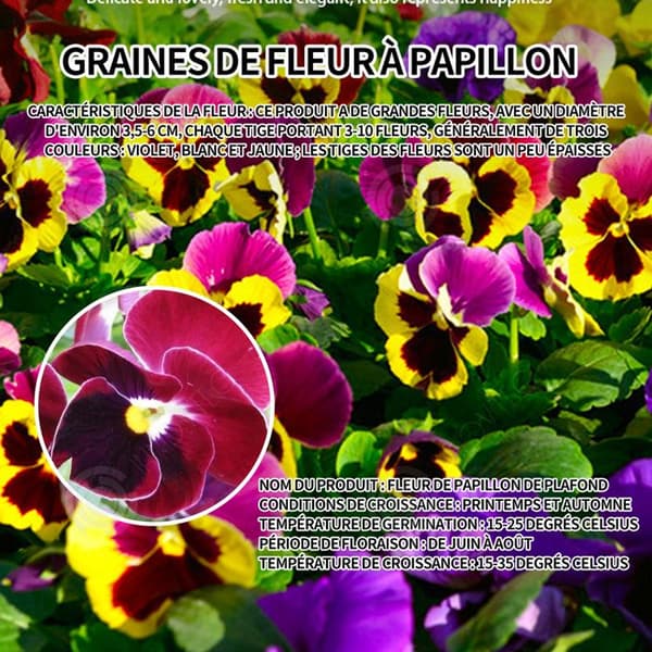 INN Butterfly Flower Seeds 500 Blomsterfrön Blomningstid 6-8 månader Blomsterfrön Prydnadsblommor Blomfrö