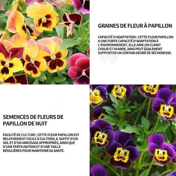 INN Butterfly Flower Seeds 1000 Blomsterfrön Blomningstid 6-8 månader Blomfrön Prydnadsblommor Blomfrö