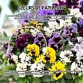 Miniatyrbild 4 av 4: INN Butterfly Flower Seeds 1000 Blomsterfrön Blomningstid 6-8 månader Blomfrön Prydnadsblommor Blomfrö