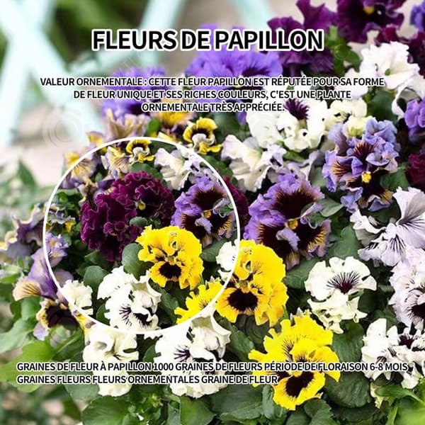 INN Butterfly Flower Seeds 1000 Blomsterfrön Blomningstid 6-8 månader Blomfrön Prydnadsblommor Blomfrö