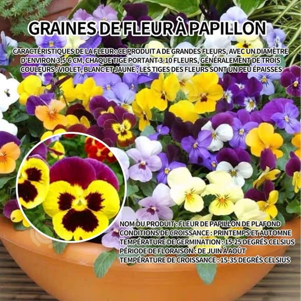 INN Butterfly Flower Seeds 1000 Blomsterfrön Blomningstid 6-8 månader Blomfrön Prydnadsblommor Blomfrö