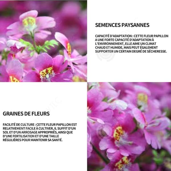 INN Butterfly Flower Seeds 250 Blomsterfrön Blomningstid 6-8 månader Blomsterfrön Prydnadsblommor Blomfrö