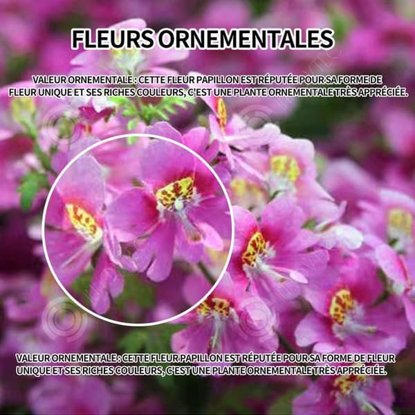 INN Butterfly Flower Seeds 250 Blomsterfrön Blomningstid 6-8 månader Blomsterfrön Prydnadsblommor Blomfrö