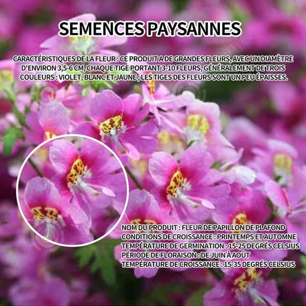 INN Butterfly Flower Seeds 250 Blomsterfrön Blomningstid 6-8 månader Blomsterfrön Prydnadsblommor Blomfrö