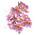 Miniatyrbild 1 av 4: INN Butterfly Flower Seeds 250 Blomsterfrön Blomningstid 6-8 månader Blomsterfrön Prydnadsblommor Blomfrö