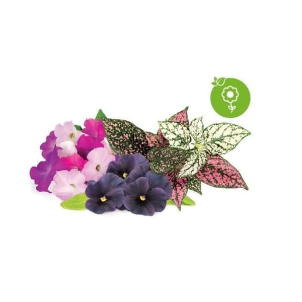 Vibrant Flower Mix 9-pack Click &amp; Grow - Ornamental Flower Mix