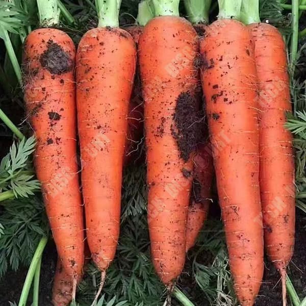 TD® 2000 kapslar 5 stycken rädisafrön söta grönsaker krispiga morotsfrön ginseng nio tums frön i köksträdgården