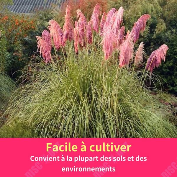 TD 300ST Pampas Gräs Sechees Dekoration Pampas Gräsfrön Trädgårdsfrön Hemmakontor Trädgårdsdekoration Rosa